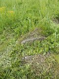 Uzhhorod-Section-1-tstone-0694