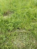 Uzhhorod-Section-1-tstone-0695