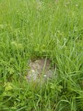 Uzhhorod-Section-1-tstone-0858