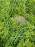 Uzhhorod-Section-1-tstone-0986