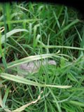Uzhhorod-Section-2-tstone-0524