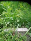Uzhhorod-Section-2-tstone-0530