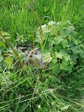 Uzhhorod-Section-2-tstone-2937