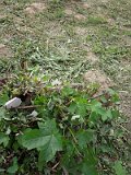 Uzhhorod-Section-2-tstone-3434