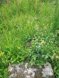 Uzhhorod-Section-2-tstone-3609
