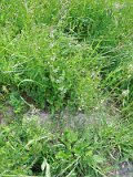 Uzhhorod-Section-2-tstone-3637