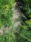 Uzhhorod-Section-2-tstone-5144