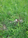 Uzhhorod-Section-2-tstone-5208