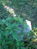Uzhhorod-Section-3-tstone-0741