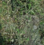 Uzhhorod-Section-3-tstone-2077