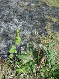 Uzhhorod-Section-3-tstone-2204
