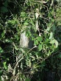 Uzhhorod-Section-3-tstone-2209