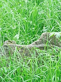 Vergni-Studenyy-1-tombstone-074