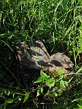 Vergni-Studenyy-2-tombstone-renamed-124