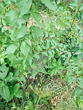 Veryatsya-tombstone-027