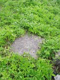 Vynohradiv-Old-tstone-0069