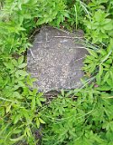 Vynohradiv-Old-tstone-0084
