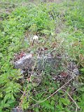 Vynohradiv-Old-tstone-0292