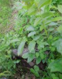 Vynohradiv-Old-tstone-0433