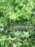 Vynohradiv-Old-tstone-0822