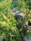 Zhnyatyno-tombstone-107