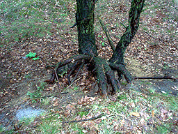 Zloczew Poland Jewish cemetery