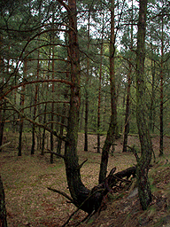 Zloczew Poland Jewish cemetery