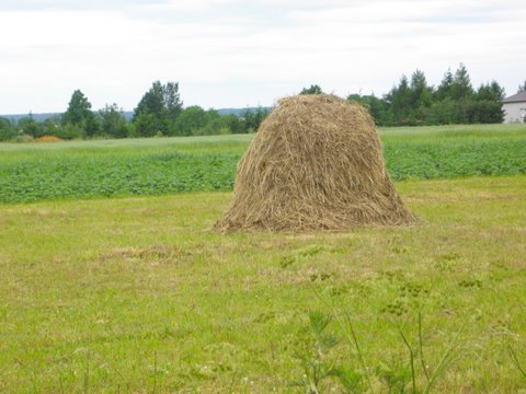 osiek