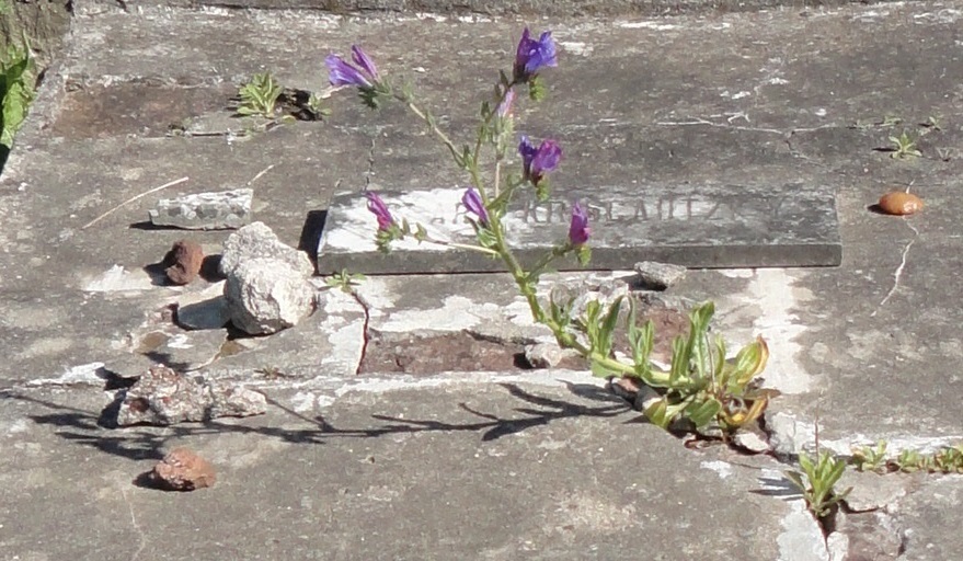 Cemetery Flowers