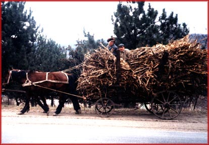 horse