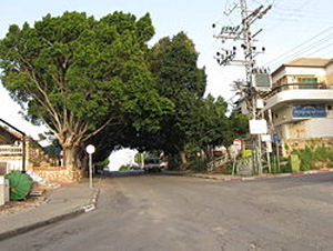 bilium street