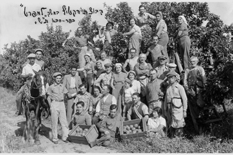 Citrus Pickers, ca. 1940