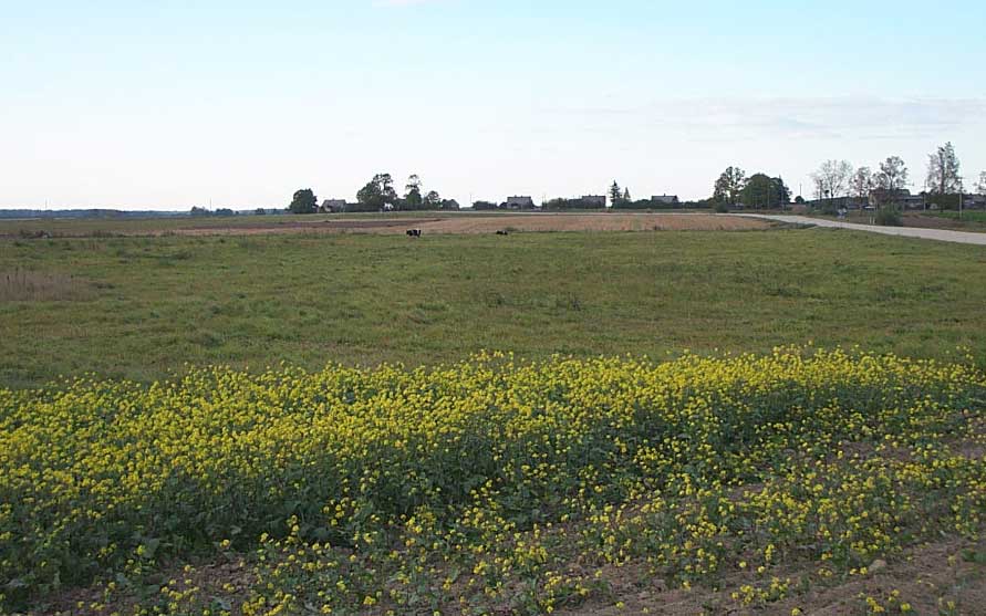 Klykoliai area
