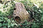 pic15