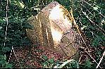pic21