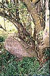 pic24