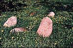 pic 29