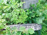 Rakhiv-tombstone-399