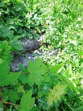 Rakhiv-tombstone-510