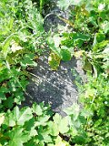 Rakhiv-tombstone-526