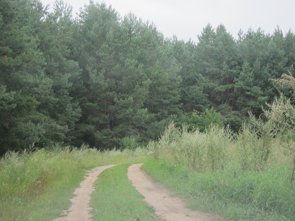 Road to the
              Killing Field