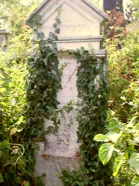 IvyCovered