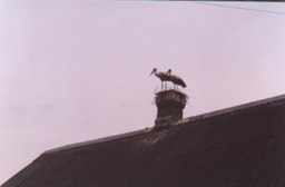 StorksInTurov