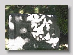 Hebrew-Cemetery-132