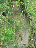 Vari-tombstone-007