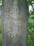 Vari-tombstone-026