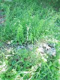 Yasinya-tstone-0241