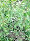 Yasinya-tstone-0776