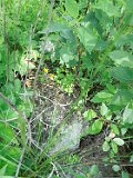 Yasinya-tstone-0882