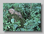 Zaluzhzhia-Cemetery-stone-007